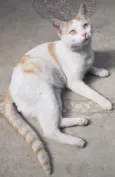 ALFREDO