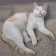 ALFREDO