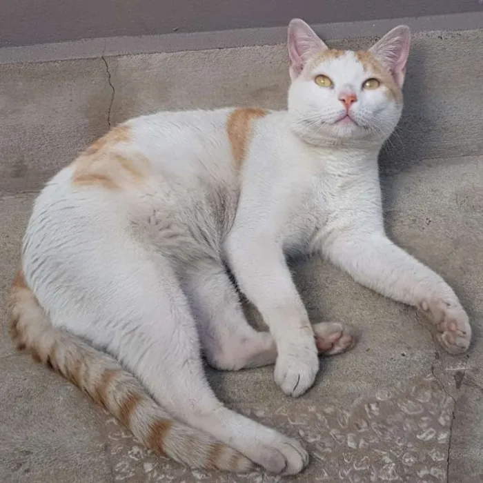 Gato ra a SRD idade 1 ano nome ALFREDO