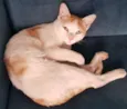 ALFREDO
