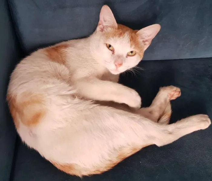 Gato ra a SRD idade 1 ano nome ALFREDO