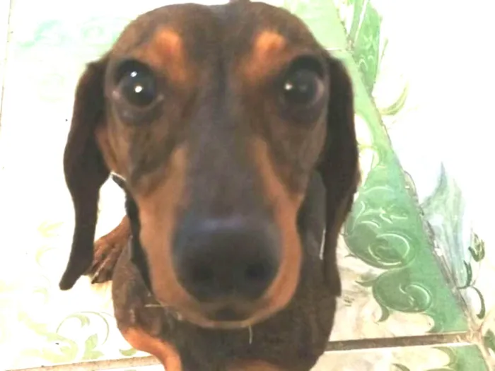 Cachorro ra a Daschund  idade 2 anos nome Nick