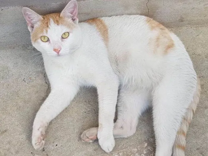 Gato ra a SRD idade 1 ano nome ALFREDO