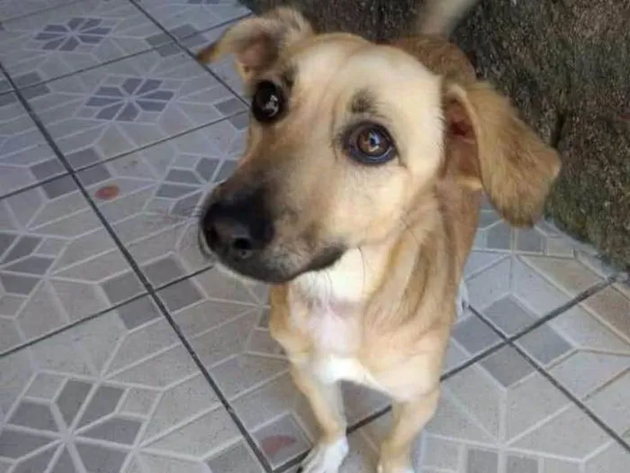 Cachorro ra a vira lata  idade 1 ano nome Penelope