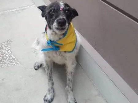 Cachorro ra a SRD idade 5 anos nome MARGARIDA