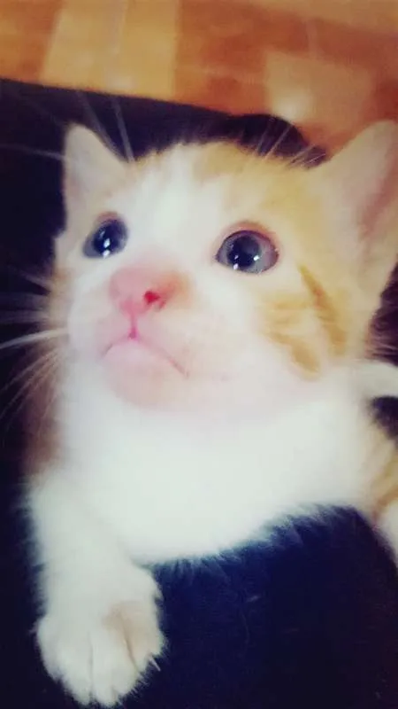 Gato raça SRD idade 1 ano nome Branca