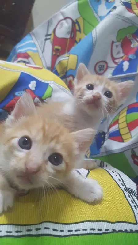 Gato raça SRD idade 1 ano nome Branca