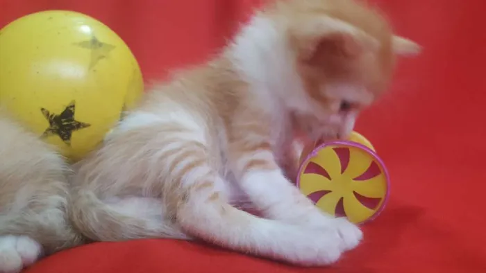 Gato raça SRD idade 1 ano nome Branca