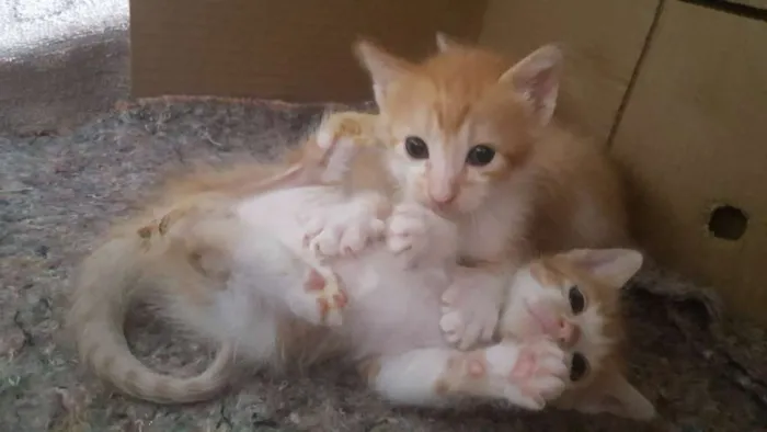 Gato raça SRD idade 1 ano nome Branca