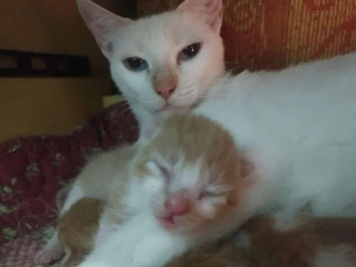Gato raça SRD idade 1 ano nome Branca