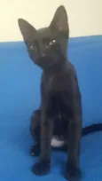 Pretinho