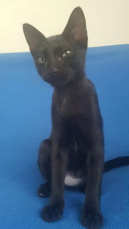 Gato raça SRD idade 2 a 6 meses nome Pretinho