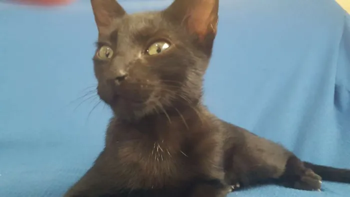 Gato raça SRD idade 2 a 6 meses nome Pretinho