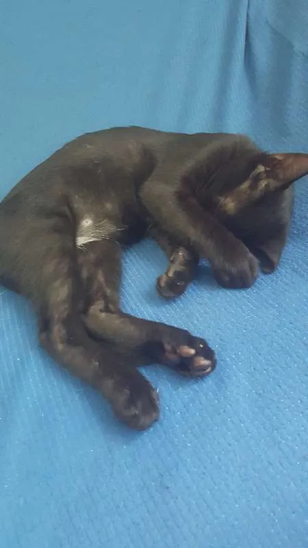 Gato raça SRD idade 2 a 6 meses nome Pretinho