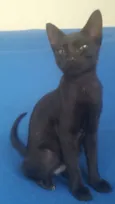 Pretinho