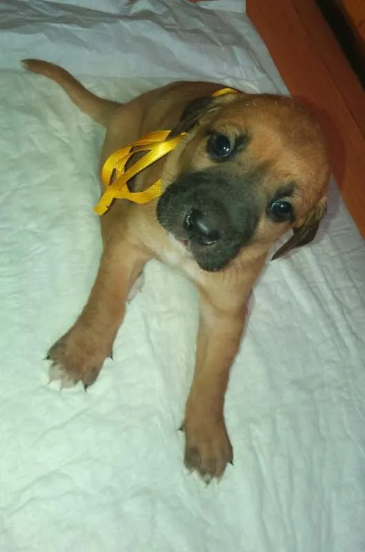 Cachorro ra a SRD idade Abaixo de 2 meses nome LALA FILHOTE 