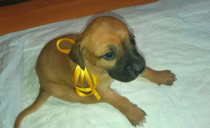 Cachorro ra a SRD idade Abaixo de 2 meses nome LALA FILHOTE 