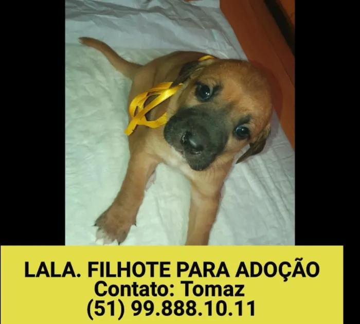 Cachorro ra a SRD idade Abaixo de 2 meses nome LALA FILHOTE 