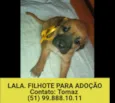 LALA FILHOTE