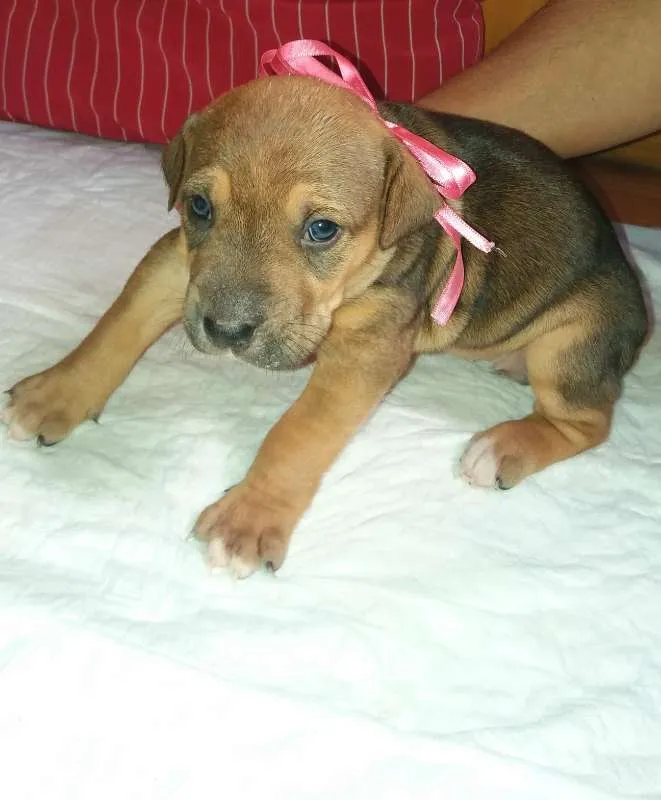 Cachorro ra a SRD idade Abaixo de 2 meses nome LARA