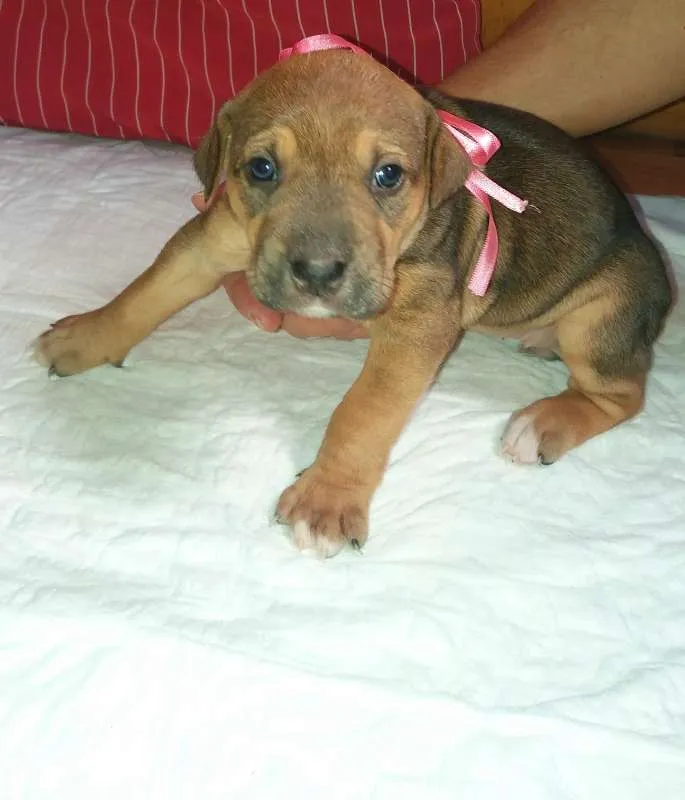 Cachorro ra a SRD idade Abaixo de 2 meses nome LARA