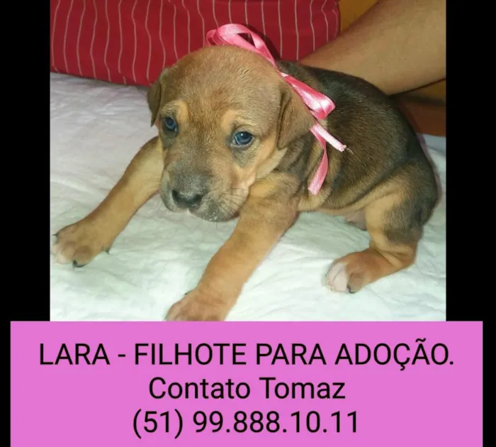 Cachorro ra a SRD idade Abaixo de 2 meses nome LARA