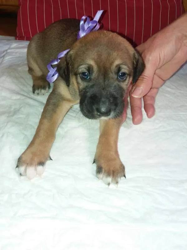 Cachorro ra a SRD idade Abaixo de 2 meses nome LILI