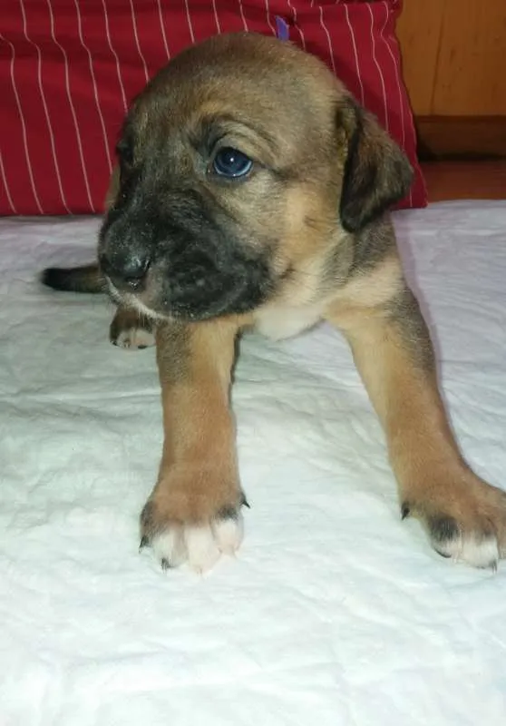Cachorro ra a SRD idade Abaixo de 2 meses nome LILI