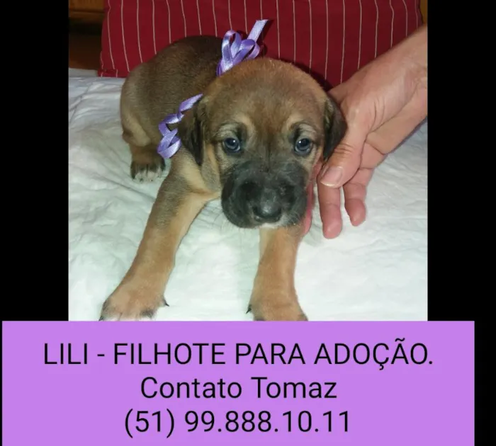 Cachorro ra a SRD idade Abaixo de 2 meses nome LILI