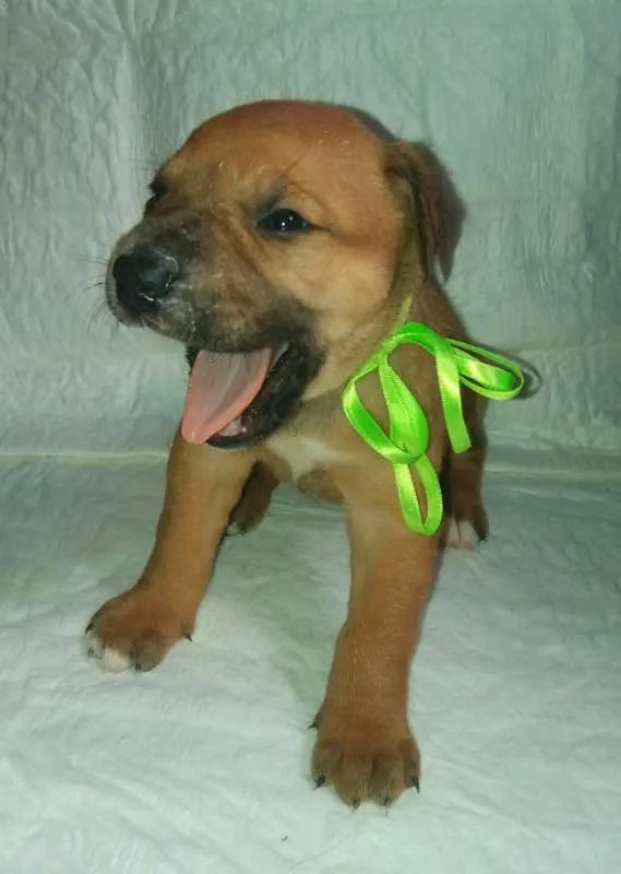 Cachorro ra a SRD idade Abaixo de 2 meses nome LUNA