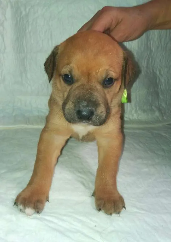 Cachorro ra a SRD idade Abaixo de 2 meses nome LUNA