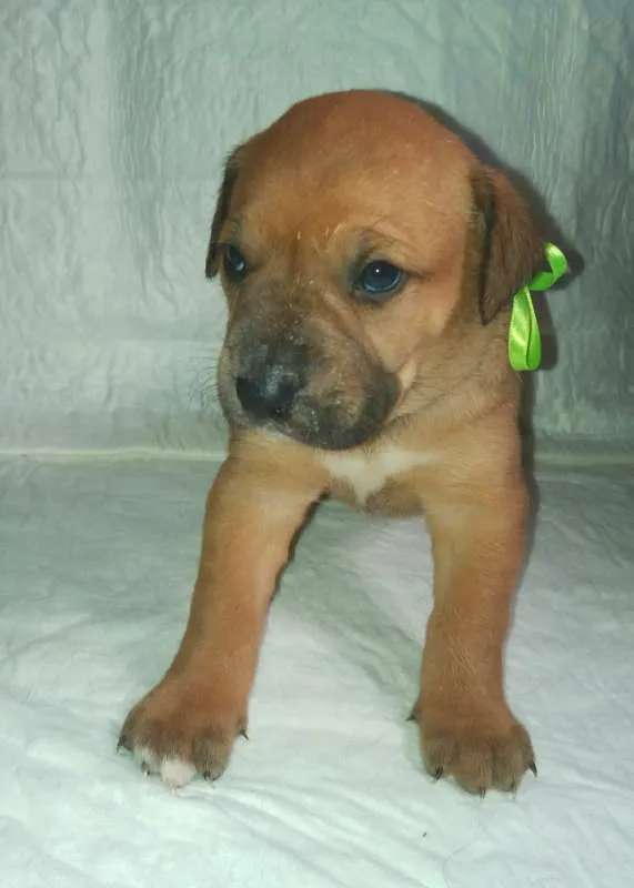 Cachorro ra a SRD idade Abaixo de 2 meses nome LUNA