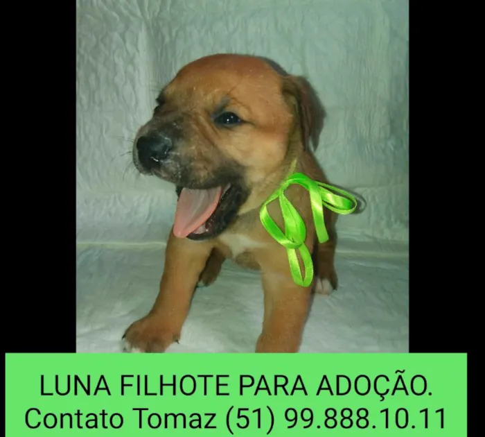Cachorro ra a SRD idade Abaixo de 2 meses nome LUNA