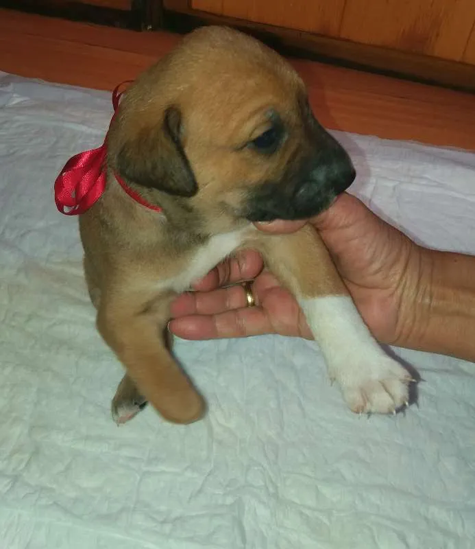 Cachorro ra a SRD idade Abaixo de 2 meses nome LORD