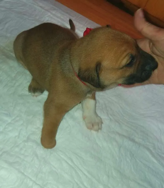 Cachorro ra a SRD idade Abaixo de 2 meses nome LORD