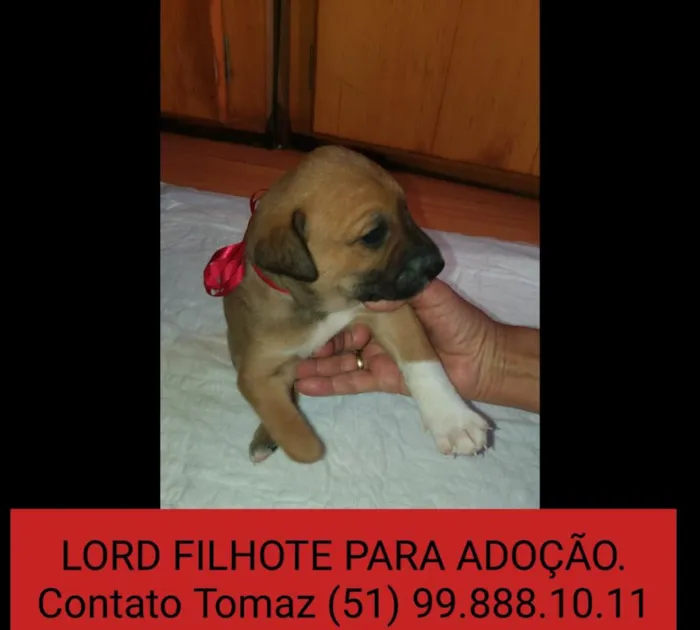 Cachorro ra a SRD idade Abaixo de 2 meses nome LORD