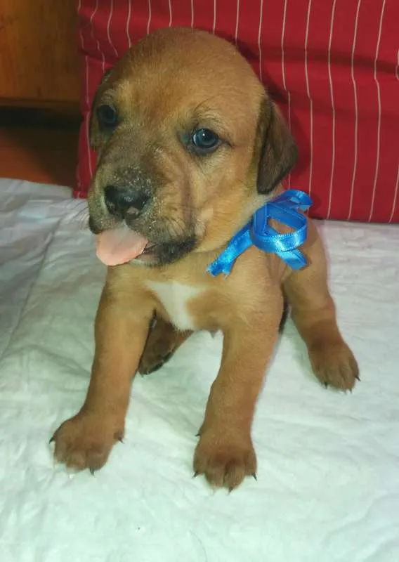 Cachorro ra a SRD idade 2 a 6 meses nome LUIGI