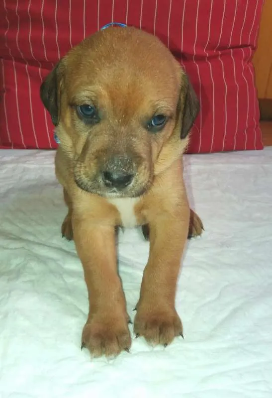 Cachorro ra a SRD idade 2 a 6 meses nome LUIGI