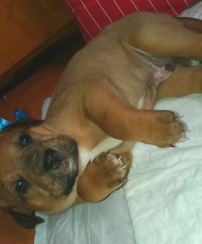 Cachorro ra a SRD idade 2 a 6 meses nome LUIGI