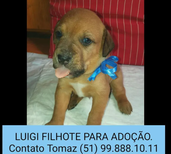 Cachorro ra a SRD idade 2 a 6 meses nome LUIGI