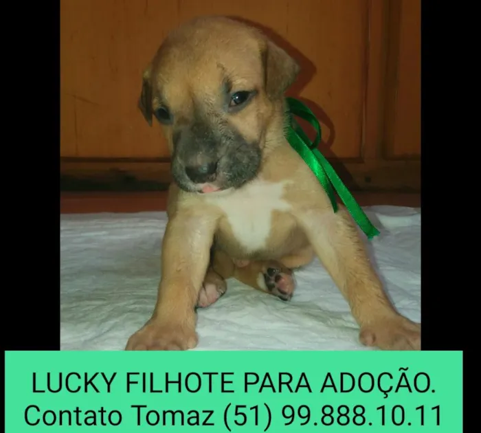 Cachorro ra a SRD idade Abaixo de 2 meses nome LUCKY