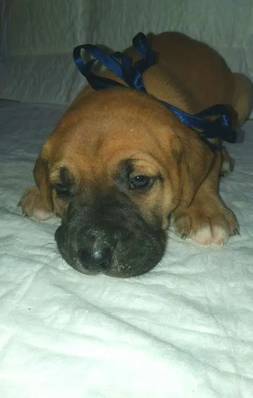 Cachorro ra a SRD idade Abaixo de 2 meses nome LYON