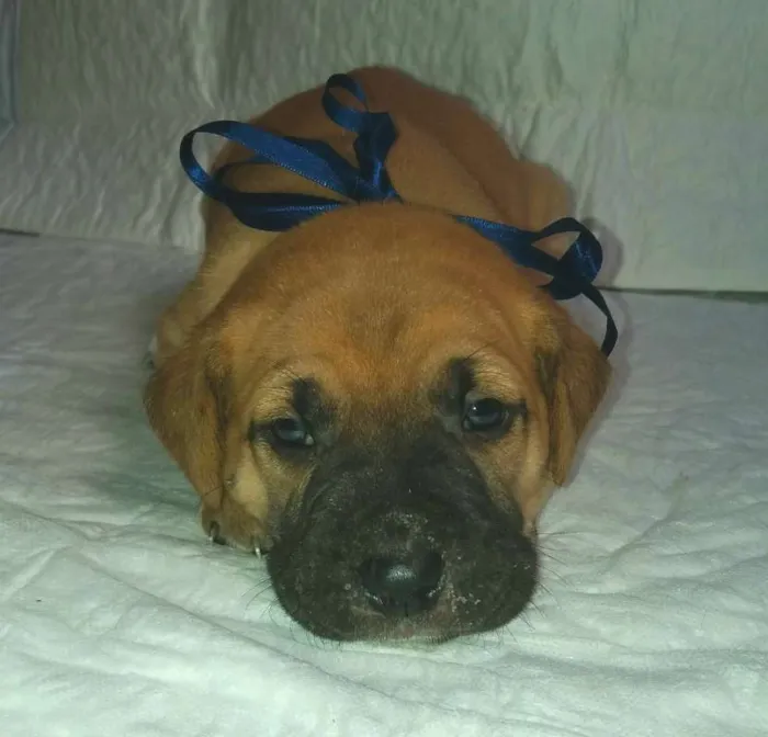 Cachorro ra a SRD idade Abaixo de 2 meses nome LYON