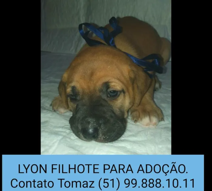 Cachorro ra a SRD idade Abaixo de 2 meses nome LYON