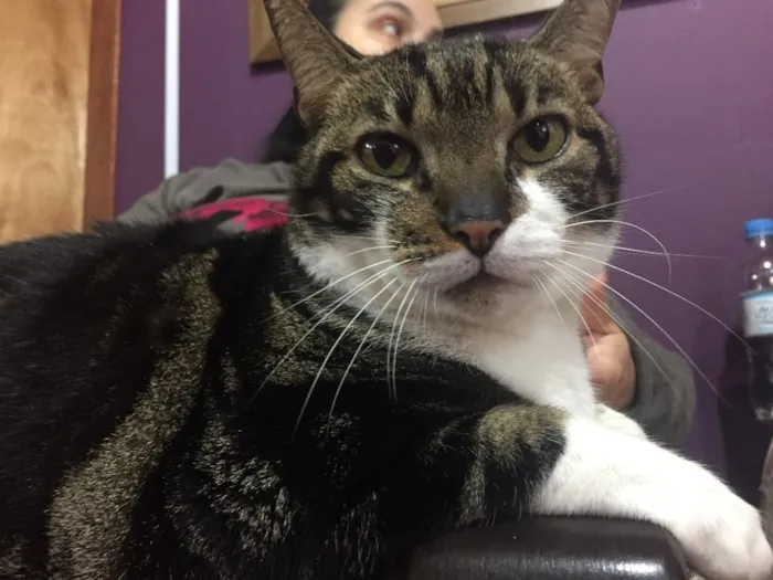 Gato ra a Vira-lata idade 6 ou mais anos nome Françoes