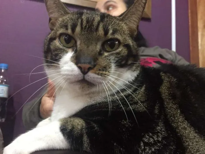 Gato ra a Vira-lata idade 6 ou mais anos nome Françoes