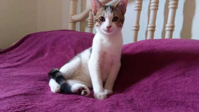 Gato ra a SRD idade 2 a 6 meses nome RAFAEL