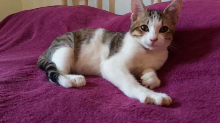 Gato ra a SRD idade 2 a 6 meses nome RAFAEL