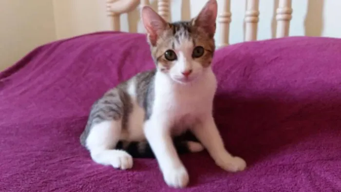 Gato ra a SRD idade 2 a 6 meses nome RAFAEL
