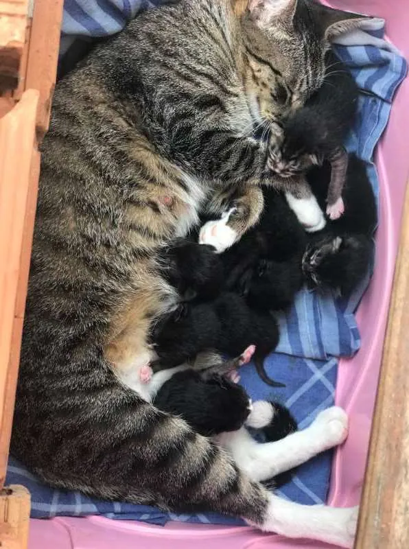 Gato raça  idade Abaixo de 2 meses nome ADOTE